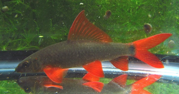3"  Rainbow Shark