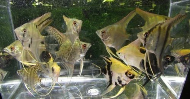 Assorted Color Angelfish