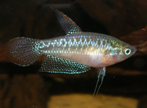 Live Tropical Fish For Sale