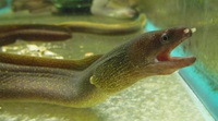 Extol Fish New Stock Recently Added 3/27/2016 - TRiN's Tropical Fish