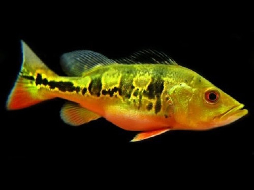 祝開店！大放出セール開催中 Peacock Bass Ocellaris Cichla その他