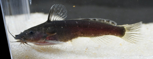 Microsynodontis Polli - TRiN's Tropical Fish
