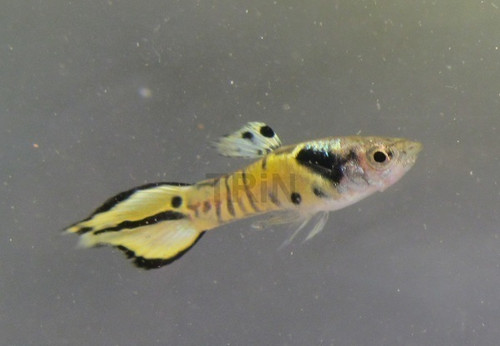 Male Tiger Endlers - TRiN's Tropical Fish