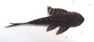 4" Common Pleco