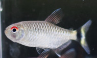 Redeye Tetra