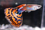 Red Mosaic Male Guppy