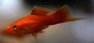 Red/Orange Swordtail