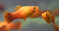 Sunset Platy 