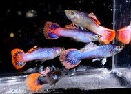 Pair Metallic Pink Glitter Guppy