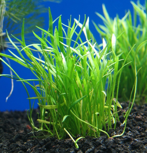 Micro Sword Clump - TRiN's Tropical Fish