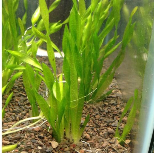 3 Corkscrew Vallisneria Val Plants - TRiN's Tropical Fish