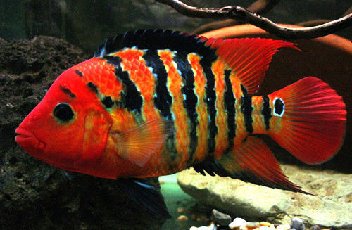 True Red Terror Cichlid - TRiN's Tropical Fish