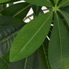  Artificial Plant Green Plastic, Painted real wood 57.1 in tall