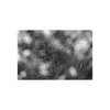 The Webs We Weave - Photographic Print