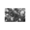 The Webs We Weave - Photographic Print