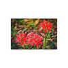 Red Spiders - Photographic Print