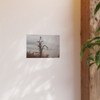 Lonely Oak - Photographic Print