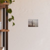 Lonely Oak - Photographic Print