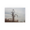 Lonely Oak - Photographic Print
