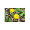 Just Dandy - Photographic Print