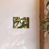 Owl Kami - Photographic Print