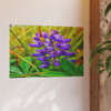 Lupine Love - Photographic Print