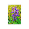Lupine Love - Photographic Print