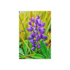 Lupine Love - Photographic Print