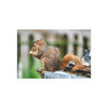 Biding His Time - Photographic Print