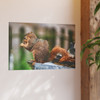 Biding His Time - Photographic Print