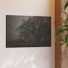 Haunted Oak - Photographic Print