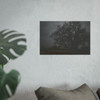 Haunted Oak - Photographic Print