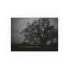 Haunted Oak - Photographic Print