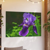 Violet Iris - Photographic Print