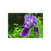 Violet Iris - Photographic Print