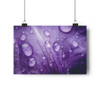 Violet Pedal - Giclee-Printed Fine Art Photographic Print on Museum Grade Paper