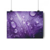 Violet Pedal - Giclee-Printed Fine Art Photographic Print on Museum Grade Paper