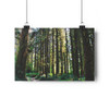 Ancient Copse - Giclee-Printed Fine Art Photographic Print on Museum Grade Paper