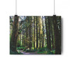Ancient Copse - Giclee-Printed Fine Art Photographic Print on Museum Grade Paper