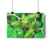 Cocklebur - Giclee-Printed Fine Art Photographic Print on Museum Grade Paper