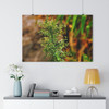 Horseweed - Giclee-Printed Fine Art Photographic Print on Museum Grade Paper