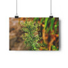 Horseweed - Giclee-Printed Fine Art Photographic Print on Museum Grade Paper