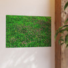 Mint Blooms - Photographic Print