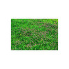 Mint Blooms - Photographic Print