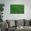 Mint Blooms - Photographic Print