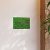 Mint Blooms - Photographic Print