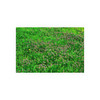 Mint Blooms - Photographic Print