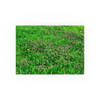 Mint Blooms - Photographic Print