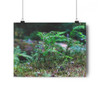 Tsuga Rising - Giclee-Printed Fine Art Photographic Print on Museum Grade Paper
