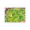 White Lotus - Photographic Print